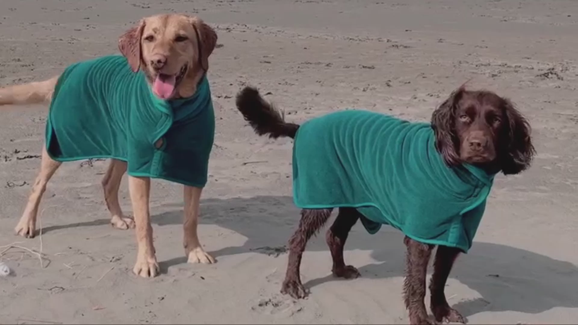 Load video: Video showcasing Premium British Dog Drying Coats from By Lola and Friends LTD. The video features various scenes including happy dogs wearing luxurious, super absorbent microfiber dog robes in different sizes and colors.